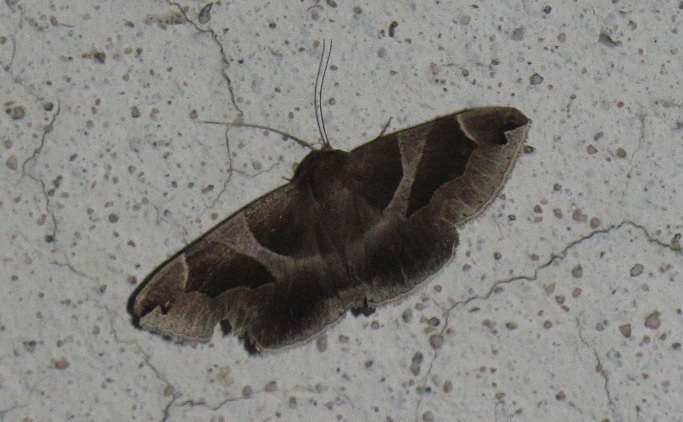 Dysgonia algira (Erebidae)?